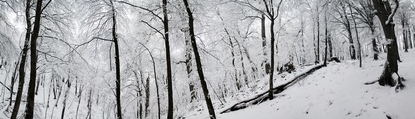 The deep forest of Sabaduri in the snowy winter
