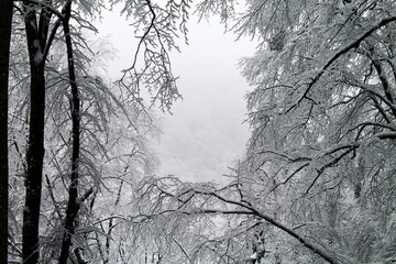 The deep forest of Sabaduri in the snowy winter