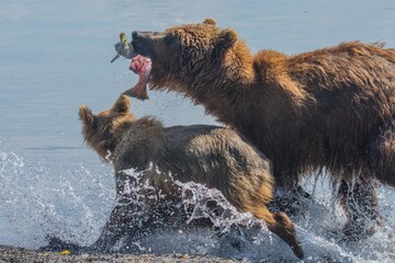 Brown bear predates on salmon, Kamchatka, Russia