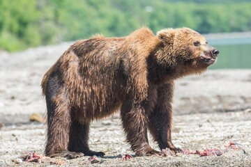 Obraz premium Brown bear predates on salmon, Kamchatka, Russia