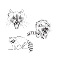 ink drawing raccoon