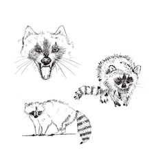 ink drawing raccoon © Ivonne Wierink