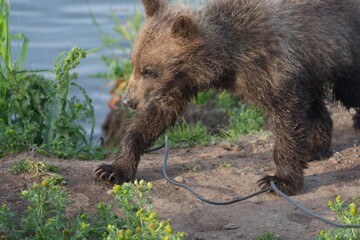 Bear cubs