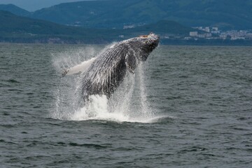 Fototapeta premium Humpback whale breaching