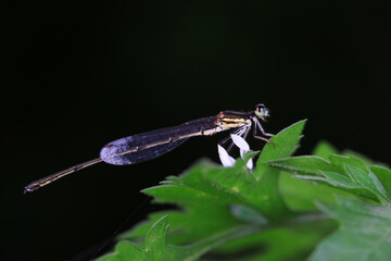 Tiny dragonflies perches on the leaves of wild plants, North China
