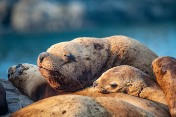 Sea lion rookery