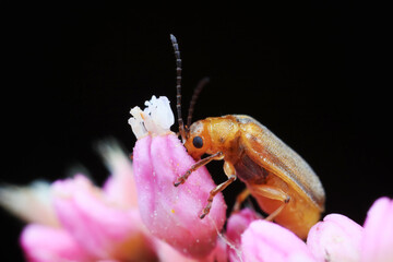 Leaf beetles inhabit wild plants in North China