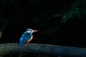 Kingfisher (Alcedo atthis)