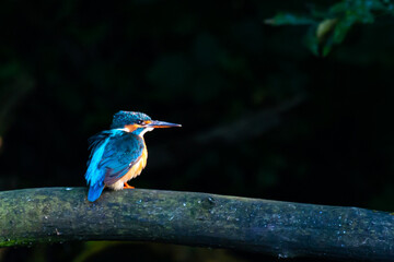 Kingfisher (Alcedo atthis)