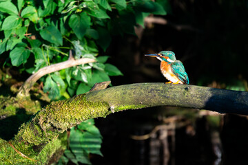 Kingfisher (Alcedo atthis)