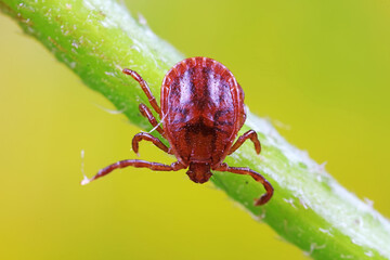 Ticks live on wild plants in the North China Plain