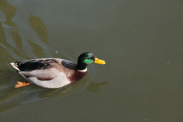 A duck swims in the water in the park.