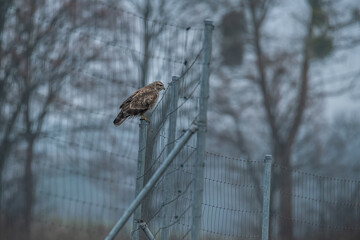 red tailed hawk
