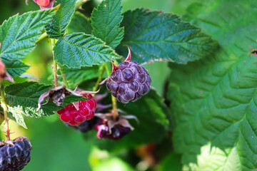 Raspberries ripening from red to purple on a plant