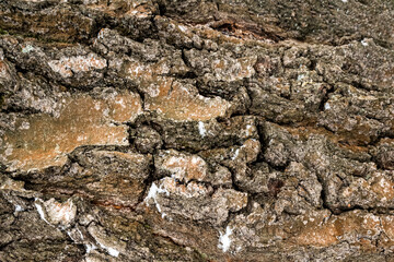 Close up of tree bark rough texture