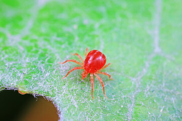 The red mite is found on wild plants in North China