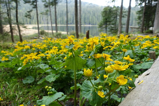 many small yellow flowers next to the lake