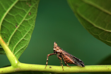 Wax cicada nymphs live on wild plants in North China