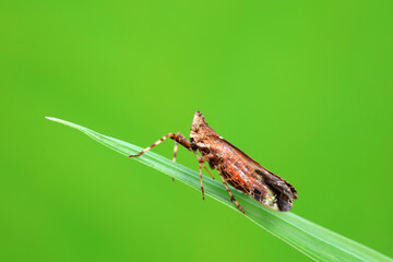 Wax cicada nymphs live on wild plants in North China