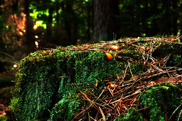 Closeups and Landscapes