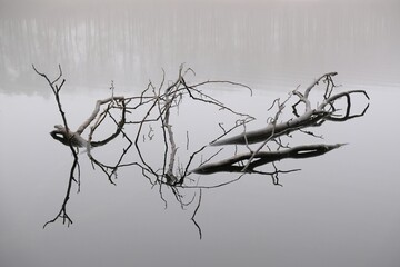 Moody misty landscape of lake with amazing effect of reflection of branches immersed in calm surface of water. Otomin Lake, Kashubia, Poland
