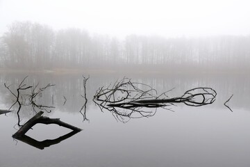Moody misty landscape of lake with amazing effect of reflection of branches immersed in calm surface of water. Otomin Lake, Kashubia, Poland