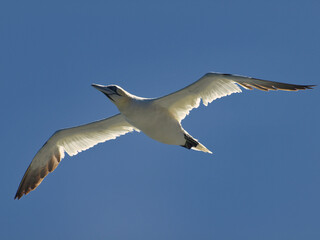 Seagull over the Atlantic Ocean