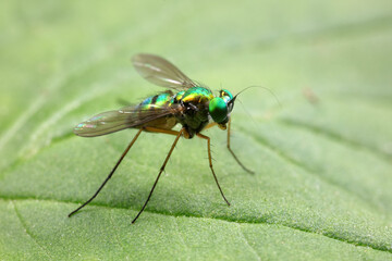 A tabanid perches on a green leaf in North China