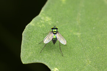 A tabanid perches on a green leaf in North China