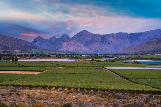 Hex River valley wine farms and mountains with blue sky golden clouds in Western Cape South Africa