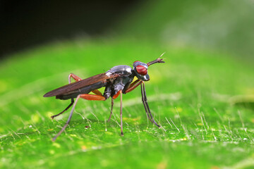 Flies on plants in the nature, North China Plain