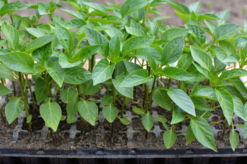 Growing seedlings of sweet pepper in cassettes