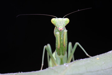 Mantis lives on weeds in the North China Plain