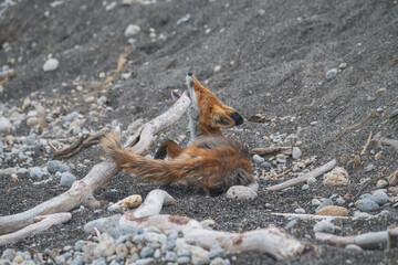 Red fox plays in Kamchatka, Russia