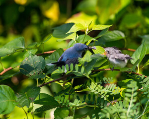 Grey baby gnatcatcher gets a bug meal from mother bird