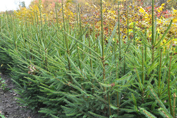 A plot of forest for growing seedlings of trees
