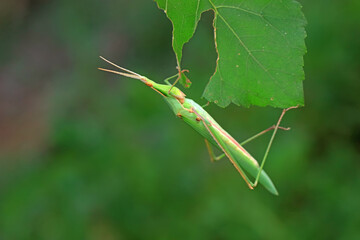 Grasshoppers live on wild plants, North China
