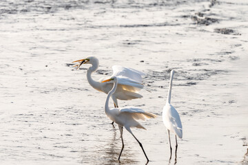 White Heron (Egret) with fish in its beak on a pond in an early autumn morning near Zikhron Ya'akov, Israel.  