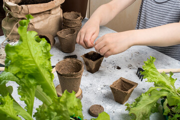 Children's hands plant seeds into peat pots