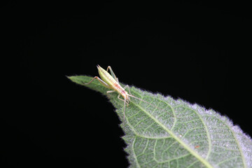 Tree crickets on wild plants, North China