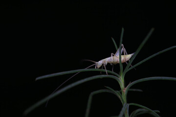 Tree crickets on wild plants, North China