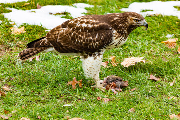 Red Tailed Hawk feeding on carcass of ground squirrel during the winter months, with patches of fresh snow on the grass, in an open field in North America