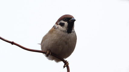 Eurasian tree sparrow sitting on the branch