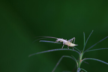 Tree crickets on wild plants, North China