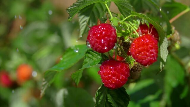 Heavy drops of summer rain are falling on the ripe juicy raspberries on the bush