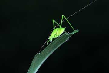 Katydids on wild plants, North China