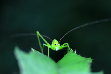 Katydids on wild plants, North China