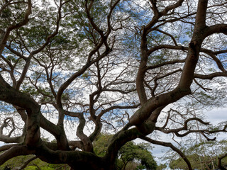 Fototapeta na wymiar Large and tall centenary tree, with its long and large branches with small leaves, Aterro do Flamengo, city and state of Rio de Janeiro, Brazil