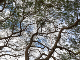 Fototapeta na wymiar Large and tall centenary tree, with its long and large branches with small leaves, Aterro do Flamengo, city and state of Rio de Janeiro, Brazil