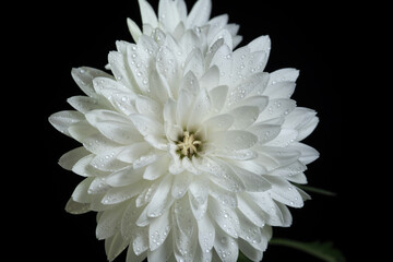 un bel fiore bianco appena sbocciato fotografato in tutta la sua perfezione